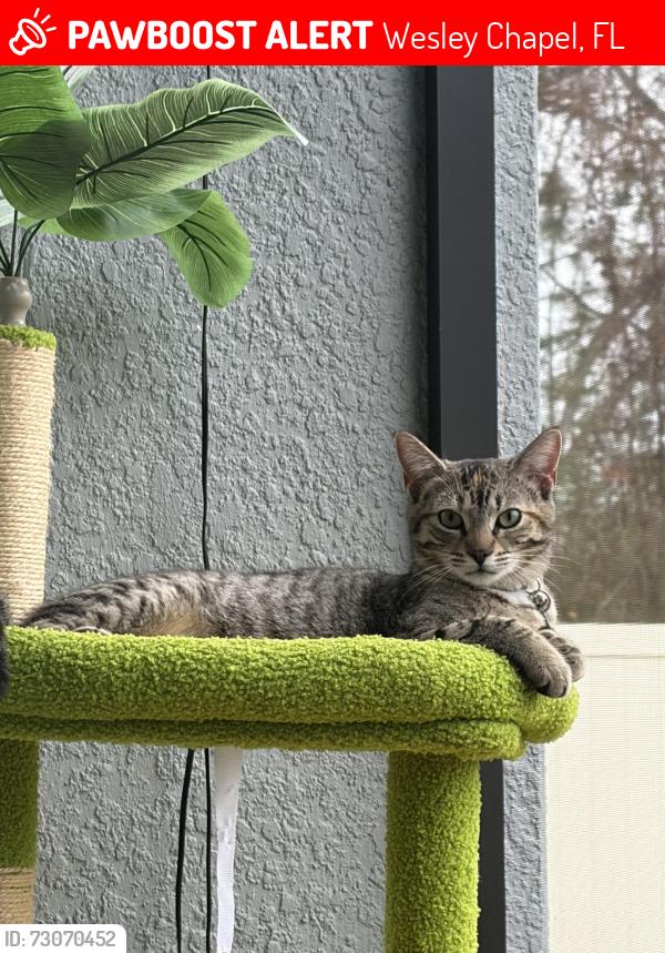 Lost Female Cat last seen Wesley chapel high school, Wesley Chapel, FL 33545