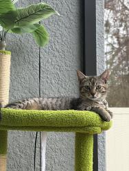 Lost Female Cat last seen Wesley chapel high school, Wesley Chapel, FL 33545