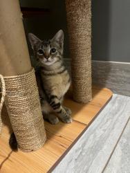 Shelter Stray Female Cat last seen Near English Oak Drive, 30340, GA, 3280 Chamblee Dunwoody Rd, Chamblee, GA 30341, USA