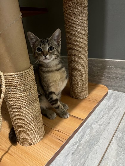 Shelter Stray Female Cat last seen Near English Oak Drive, 30340, GA, 3280 Chamblee Dunwoody Rd, Chamblee, GA 30341, USA