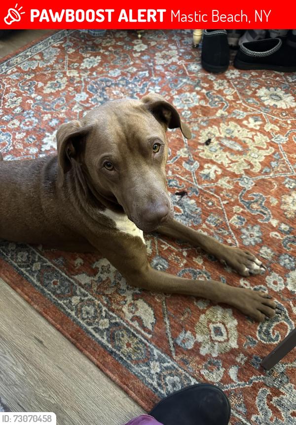 Lost Male Dog last seen mayfield drive mastic beach, Mastic Beach, NY 11951