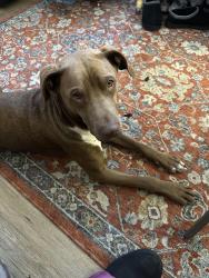 Lost Male Dog last seen mayfield drive mastic beach, Mastic Beach, NY 11951