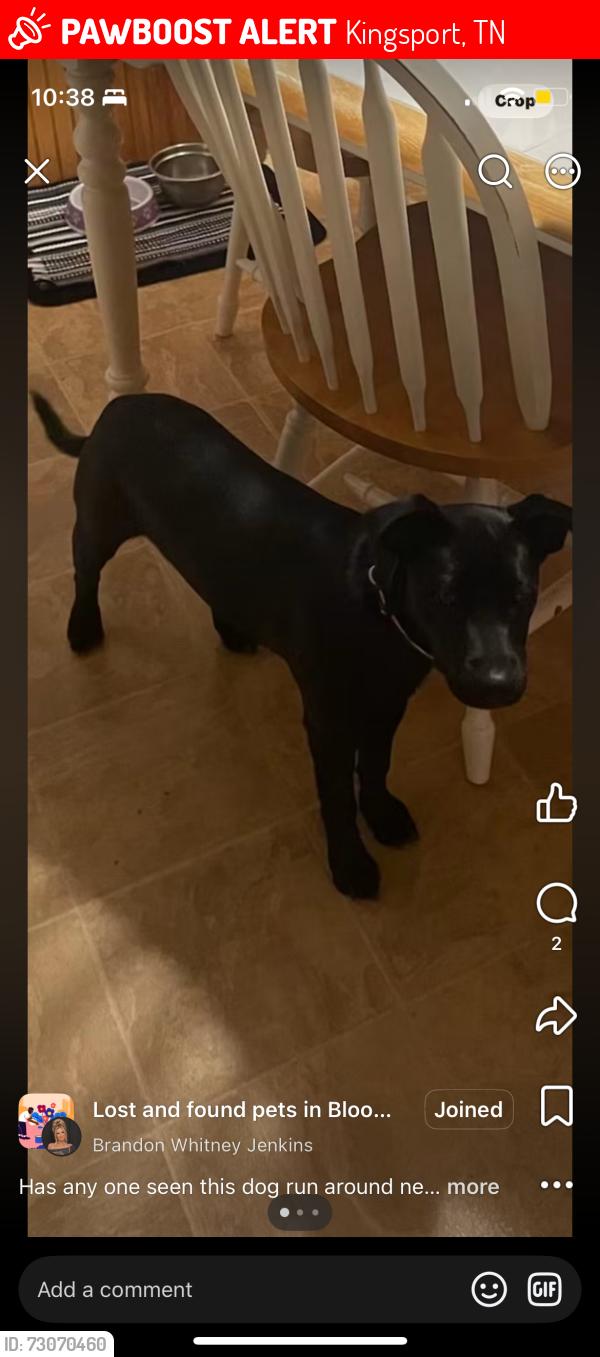 Lost Female Dog last seen Near bright Private drive, Kingsport, TN 37660