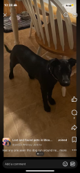 Lost Female Dog last seen Near bright Private drive, Kingsport, TN 37660