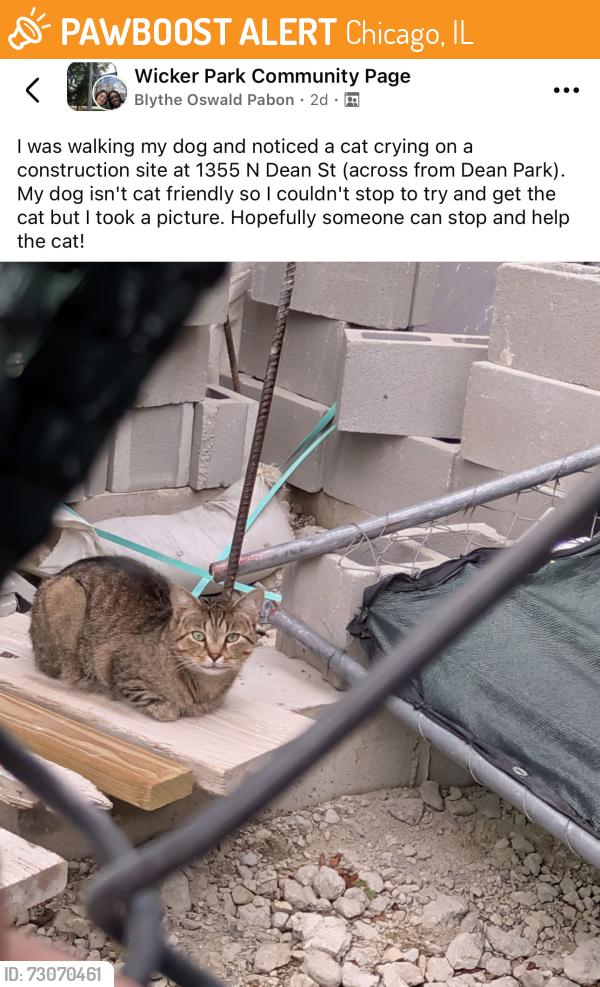 Found/Stray Unknown Cat last seen Dean Park near Wicker Park, Chicago, IL 60622