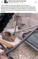Found/Stray Unknown Cat last seen Dean Park near Wicker Park, Chicago, IL 60622