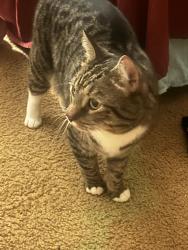 Reunited Male Cat last seen Pocono Boulevard, Bushkill, PA 18324