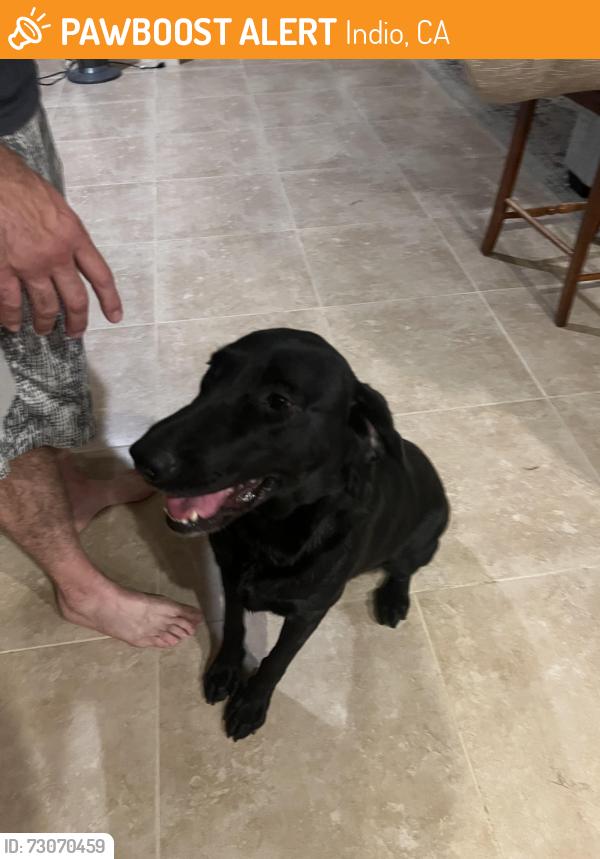 Found/Stray Female Dog last seen Martinique Ave, Indio, CA 92201