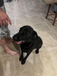 Found/Stray Female Dog last seen Martinique Ave, Indio, CA 92201