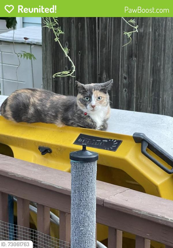 Reunited Female Cat last seen Elbow lane, Mount Laurel Township, NJ 08054