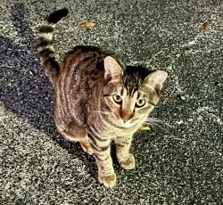 Lost Female Cat last seen Nexus Offices in Wellington, Wellington, FL 33467