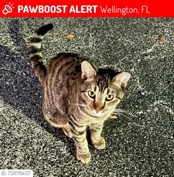 Lost Female Cat last seen Nexus Offices in Wellington, Wellington, FL 33467