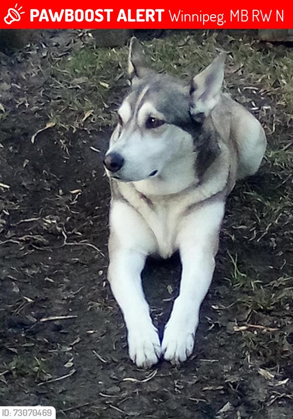 Lost Female Dog last seen Andrews and polson, Winnipeg, MB R2W 0N6