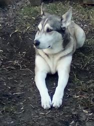 Lost Female Dog last seen Andrews and polson, Winnipeg, MB R2W 0N6