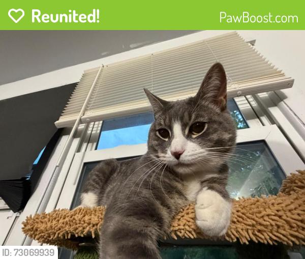 Reunited Male Cat last seen Restaurant vera guchi, Monroe, NY 10950