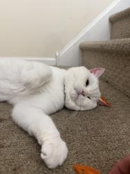 Reunited Female Cat last seen Green Ridge Drive, Eagleville, PA 19403