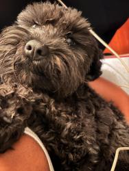 Reunited Female Dog last seen Smith playground , Philadelphia, PA 19145
