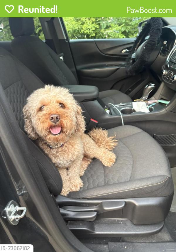 Reunited Male Dog last seen Ann Street, Elgin, IL 60120