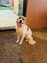 Found/Stray Female Dog last seen Tails and Ales, Tulsa, OK 74119
