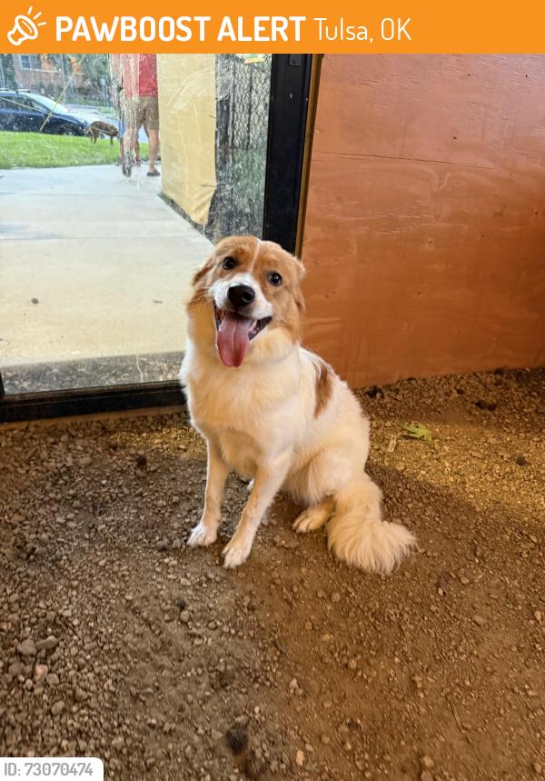 Found/Stray Female Dog last seen Tails and Ales, Tulsa, OK 74119