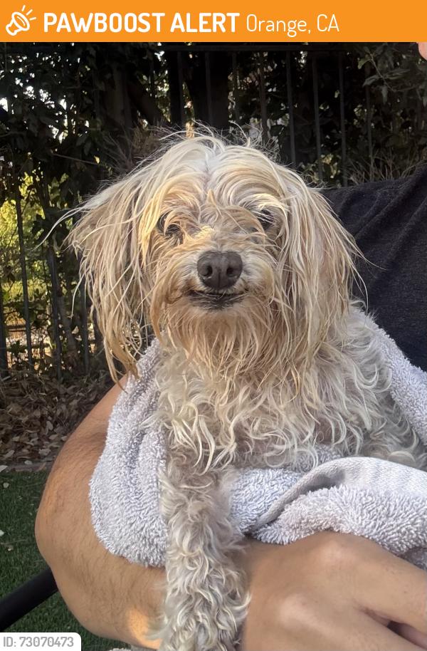 Found/Stray Male Dog last seen Santiago creek, Orange, CA 92866