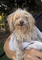 Found/Stray Male Dog last seen Santiago creek, Orange, CA 92866