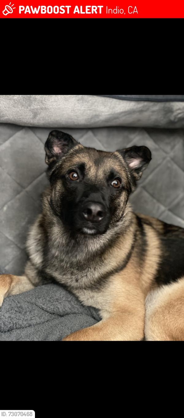 Lost Male Dog last seen Park st Indio, Indio, CA 92201