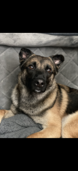 Lost Male Dog last seen Park st Indio, Indio, CA 92201
