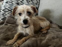 Found/Stray Female Dog last seen Cedarcrest & Stanley Aubin Lane, Baton Rouge, LA 70816