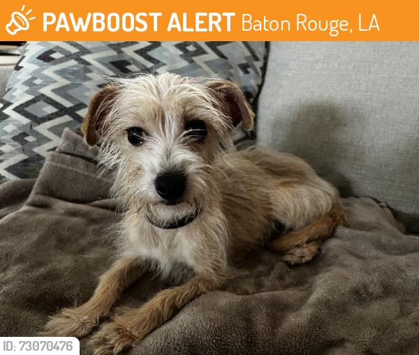 Found/Stray Female Dog last seen Cedarcrest & Stanley Aubin Lane, Baton Rouge, LA 70816