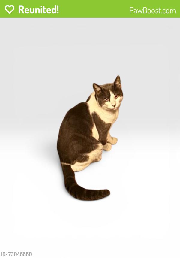 Reunited Male Cat last seen Kissel Alley, Alameda, El Dorado, Capitol, and Carolina, Vallejo, CA 94590