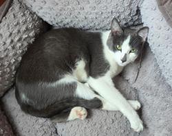 Lost Male Cat last seen At the corner of 6th and South Sheridan in Tacoma, Tacoma, WA 98402