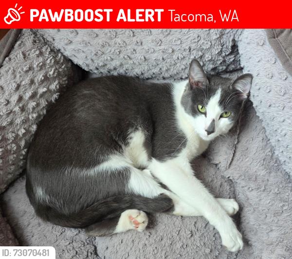 Lost Male Cat last seen At the corner of 6th and South Sheridan in Tacoma, Tacoma, WA 98402