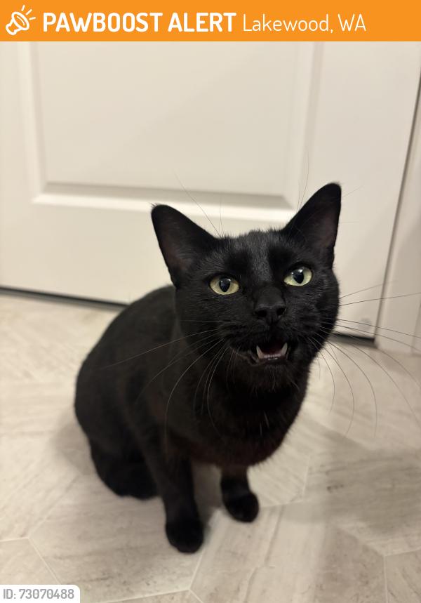 Found/Stray Female Cat last seen Springbrook park, Lakewood, WA 98499