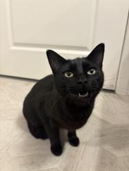 Found/Stray Female Cat last seen Springbrook park, Lakewood, WA 98499