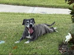 Found/Stray Female Dog last seen Hillside Pasture Lane, Tomball, TX 77377