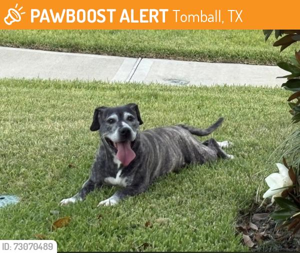 Found/Stray Female Dog last seen Hillside Pasture Lane, Tomball, TX 77377