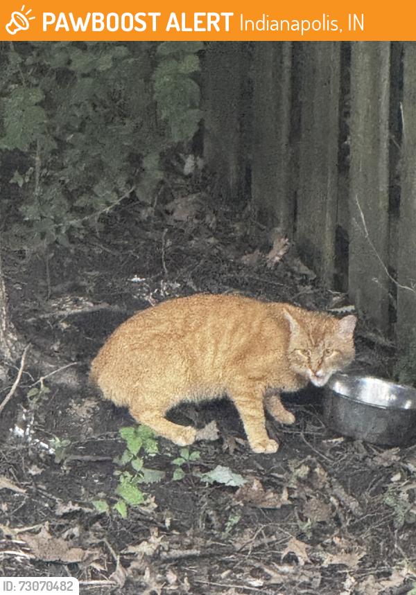 Found/Stray Unknown Cat last seen Near Breckenridge dr Indianapolis in 46236, Indianapolis, IN 46236