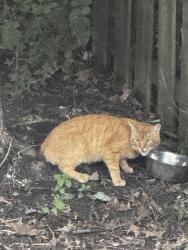 Found/Stray Unknown Cat last seen Near Breckenridge dr Indianapolis in 46236, Indianapolis, IN 46236