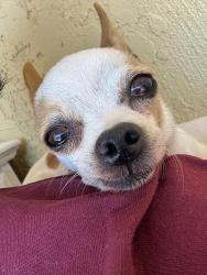 Lost Female Dog last seen Ravine rd, Vista, CA 92083