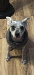 Lost Female Dog last seen Woodman st, Los Angeles, CA 91401