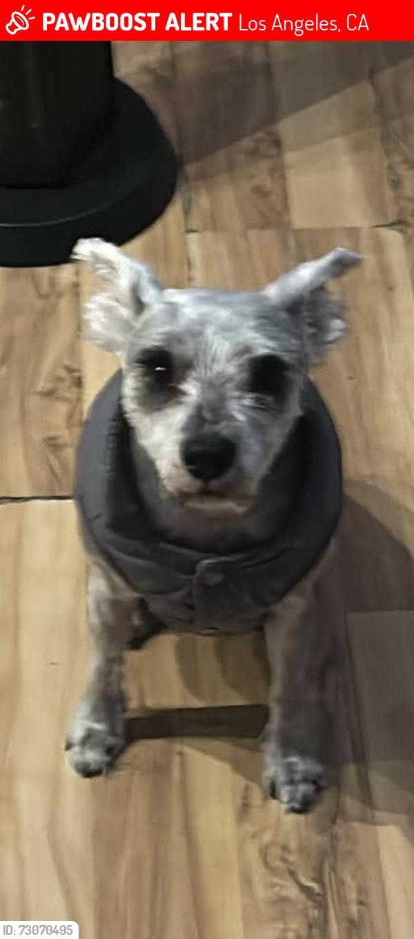 Lost Female Dog last seen Woodman st, Los Angeles, CA 91401
