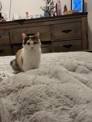 Lost Female Cat last seen Near stampede dr, Evans, CO 80620