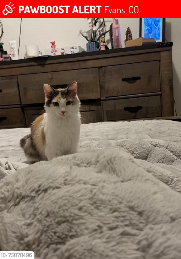 Lost Female Cat last seen Near stampede dr, Evans, CO 80620