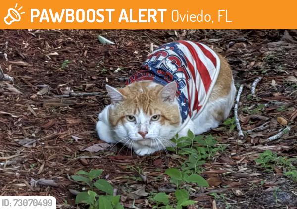 Found/Stray Unknown Cat last seen Shaffer trail and alafaya woods blvd, Oviedo, FL 32765
