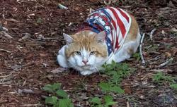 Found/Stray Unknown Cat last seen Shaffer trail and alafaya woods blvd, Oviedo, FL 32765
