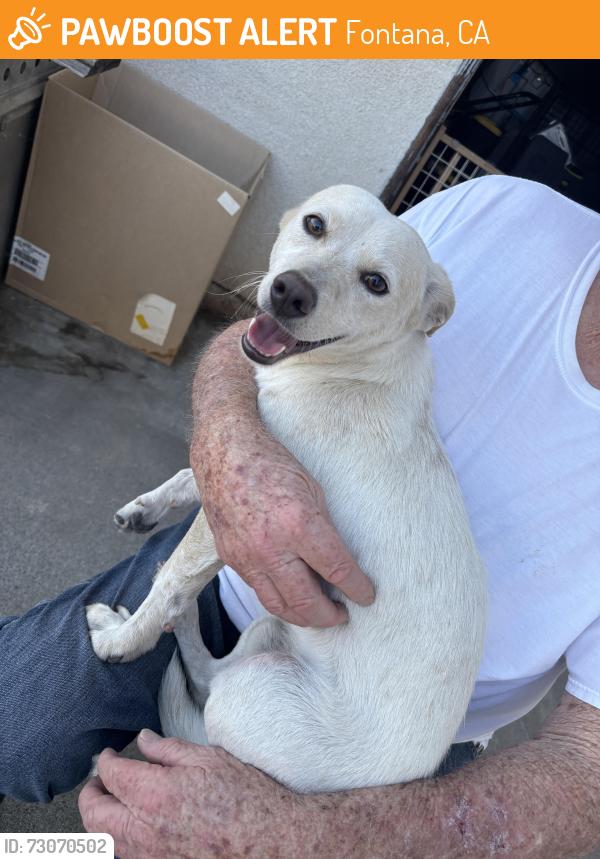 Found/Stray Male Dog last seen San Bernardino Ave, Fontana, CA 92335