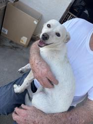 Found/Stray Male Dog last seen San Bernardino Ave, Fontana, CA 92335