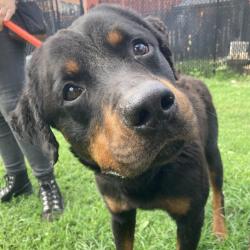 Shelter Stray Male Dog last seen , Animal Care & Control Team of Philly, 111 W Hunting Park Ave, Philadelphia, PA 19140, USA