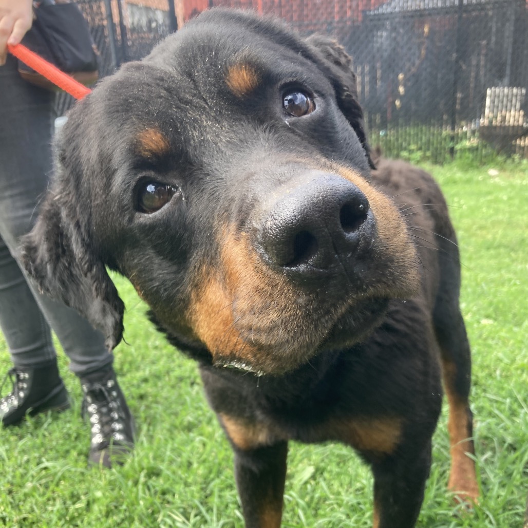 Shelter Stray Male Dog last seen , Animal Care & Control Team of Philly, 111 W Hunting Park Ave, Philadelphia, PA 19140, USA